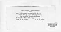 Nothopassalora personata image